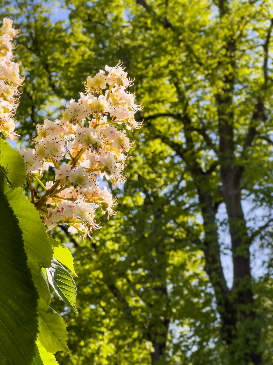 Kastanienblüten vor entfernten grünen Bäumen unscharf in Hintergrund