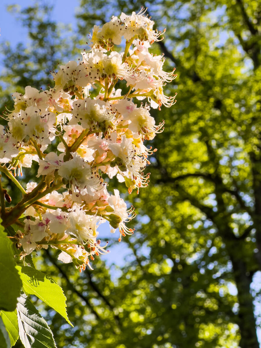 Kastanienblüten vor entfernten grünen Bäumen unscharf in Hintergrund