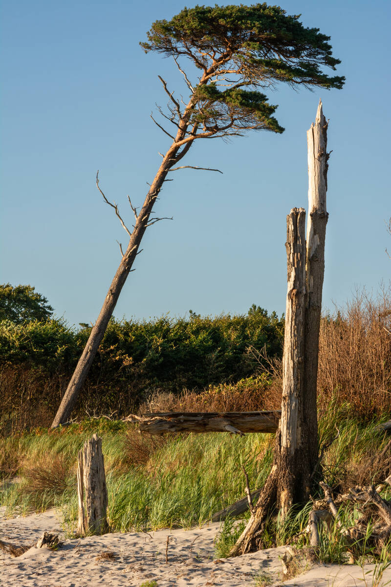 Kiefer am Ostseestrand vom Wind geformt