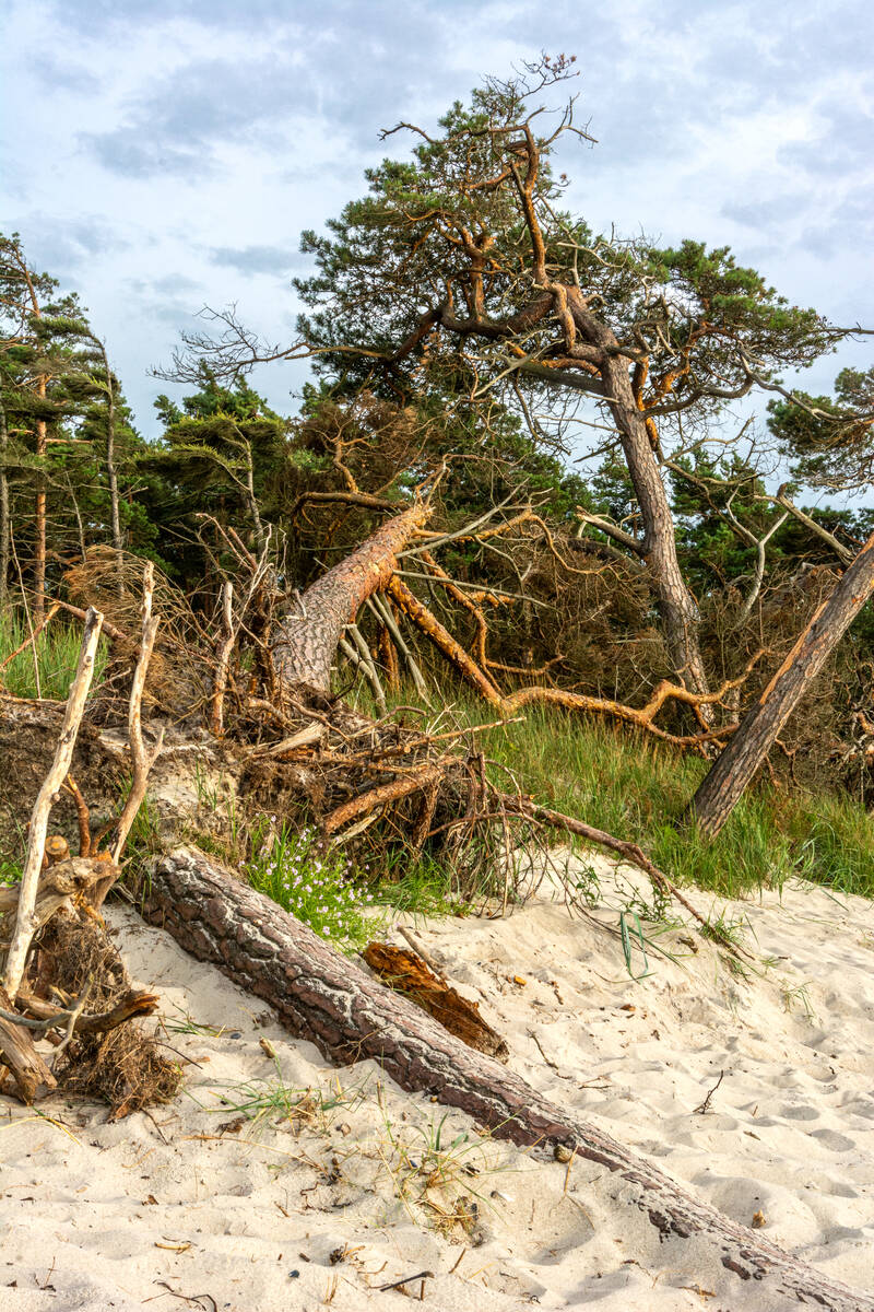 Kiefernstämme am Ostseestrand mit Büschel Meersenf dazwischen