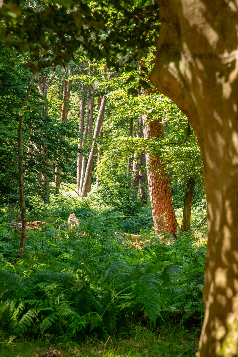 Kiefernstämme im Darßwald – von der Sonne beschienen