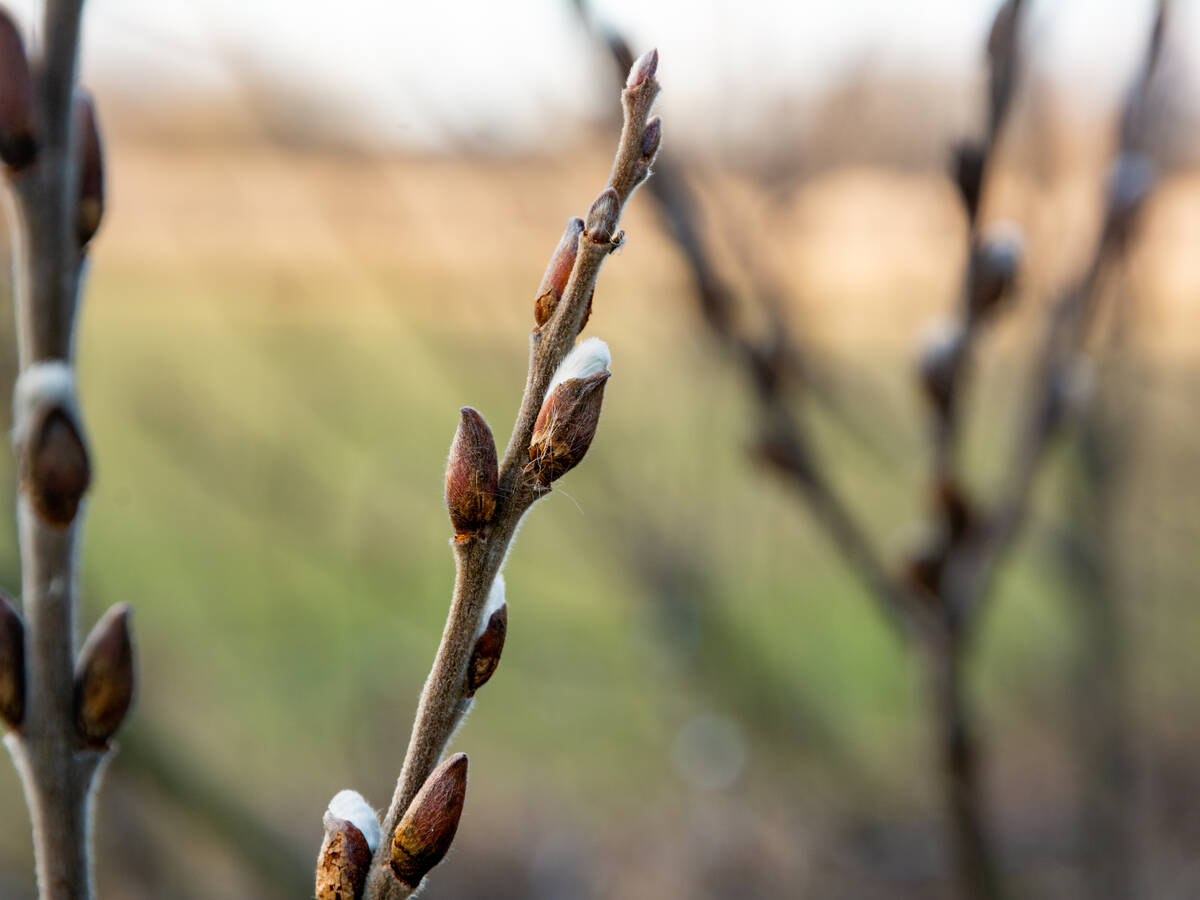 Knospen von Weidenkätzchen im Winter