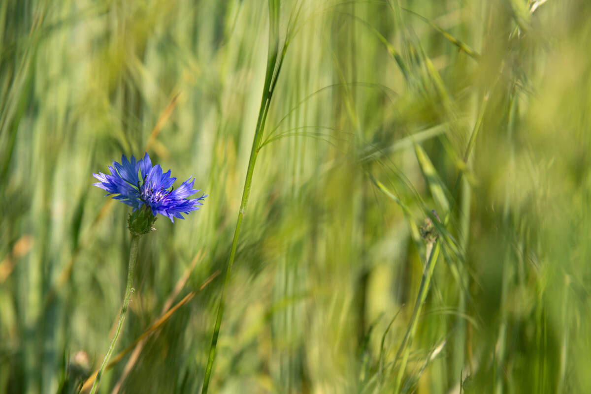 Kornblume in einem grünen Feld