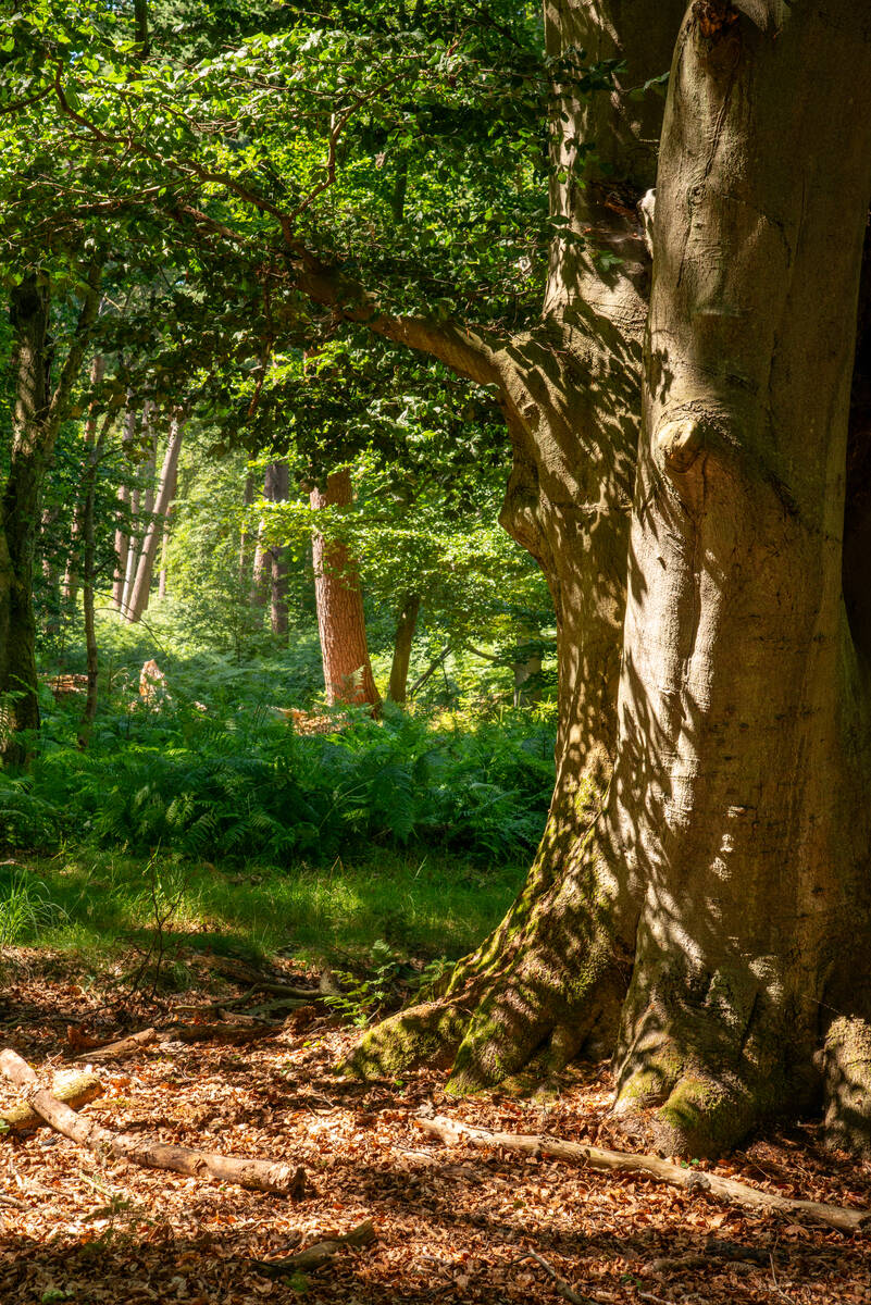 Licht und Schatten auf dem Stamm einer Rotbuche