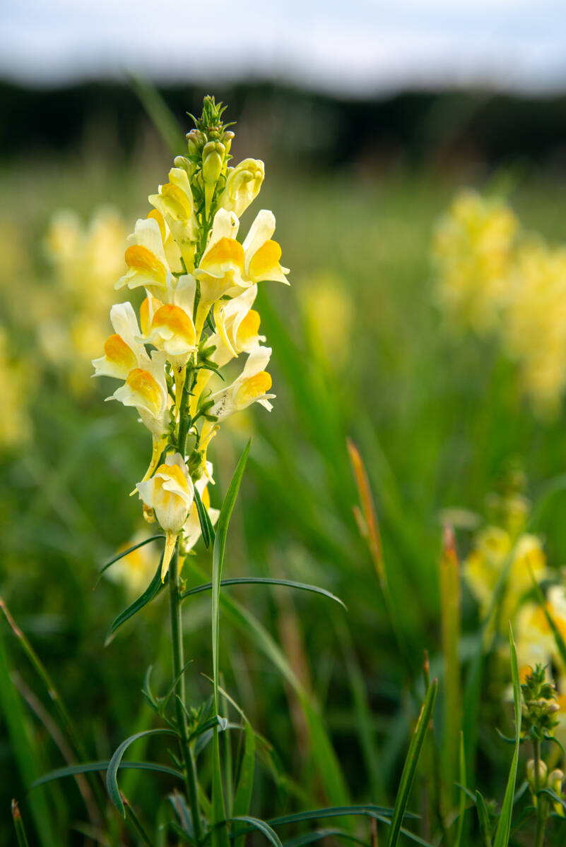 Linaria vulgaris (Echtes Leinkraut) auf einer Wiese