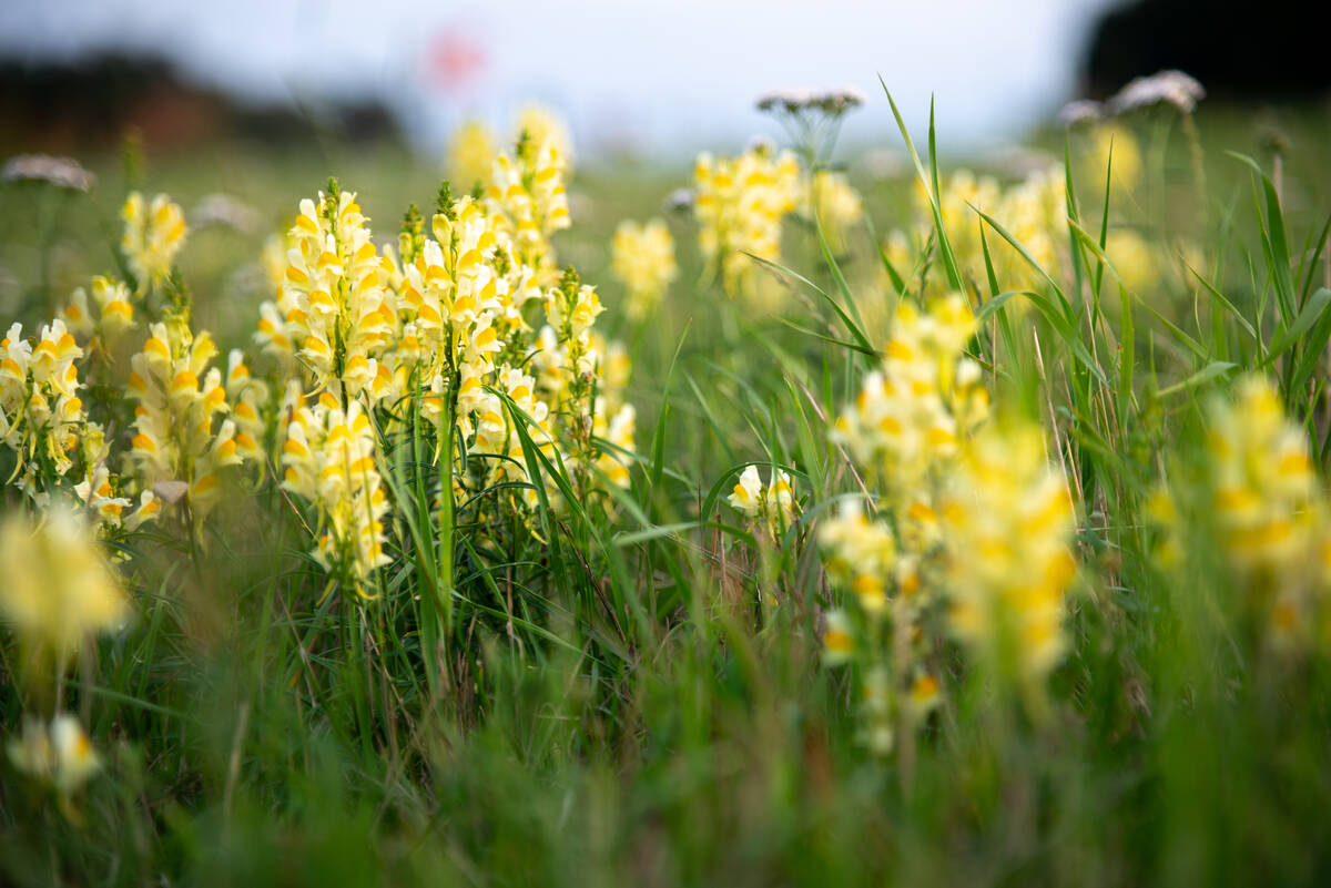 Linaria vulgaris in einer Wiese mit unscharfen Blüten im Vordergrund