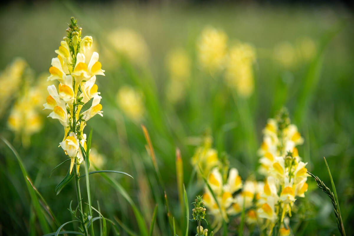 Linaria vulgaris (Echtes Leinkraut) auf einer Wiese