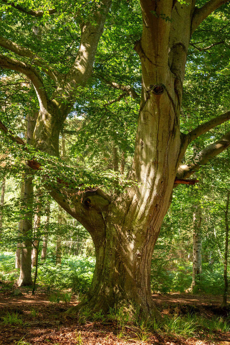 Majestätische Rotbuche im Darßwald