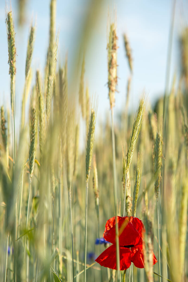 Mohnblume im Roggenfeld, die schon fast verblüht ist