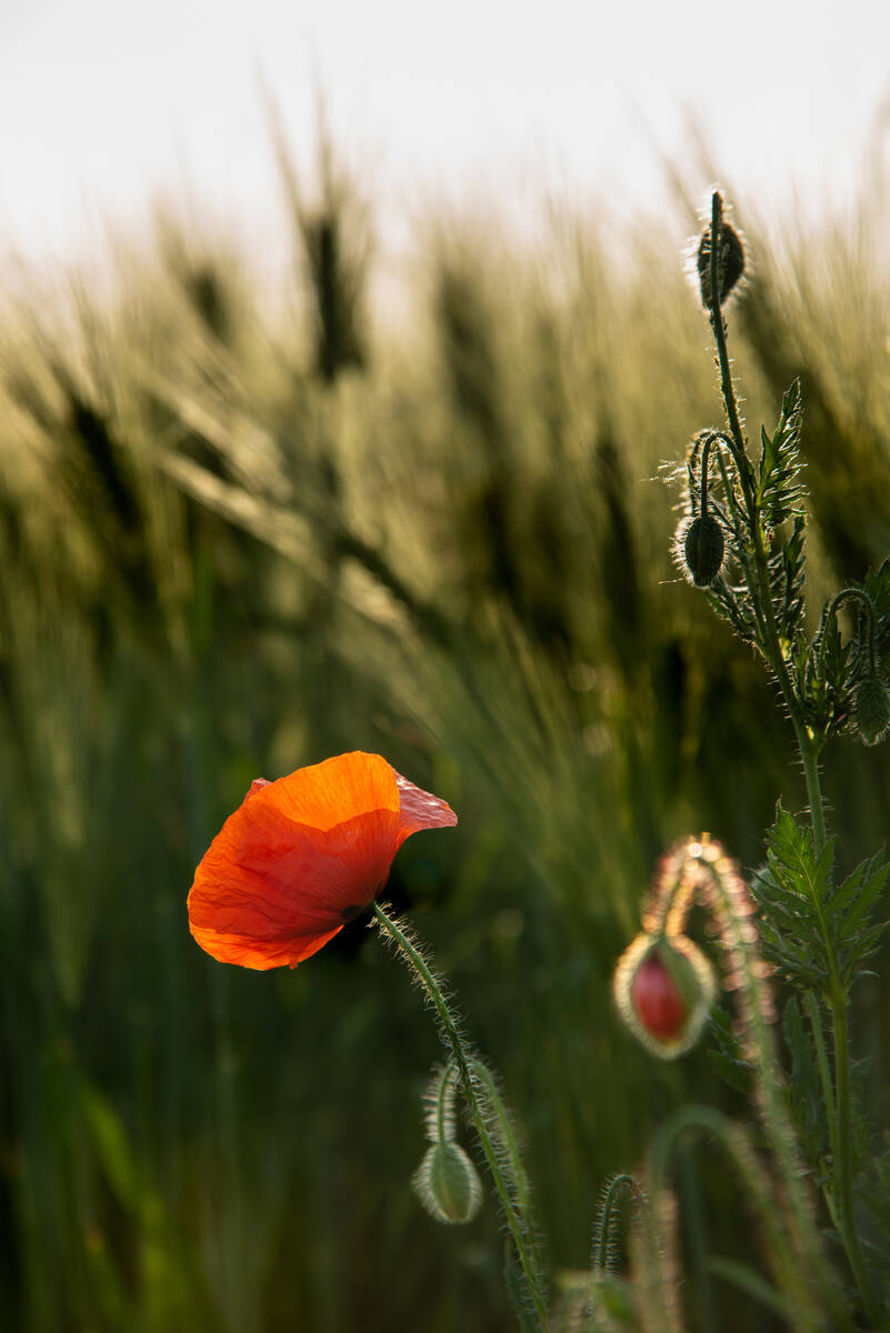 Mohnblume mit Knospen – die Blüte schaut in den Sonnenuntergang