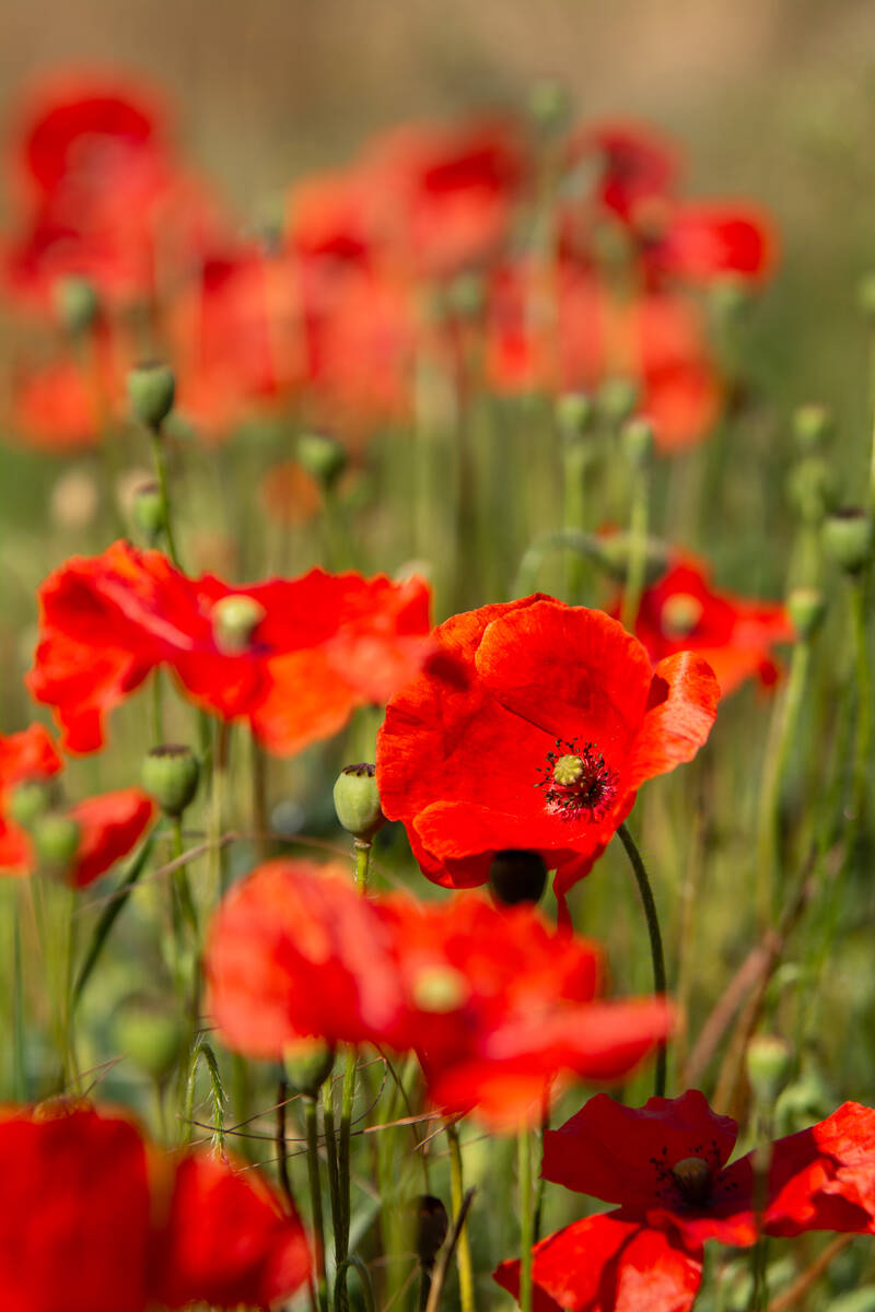 Mohnblumen im Morgenlicht