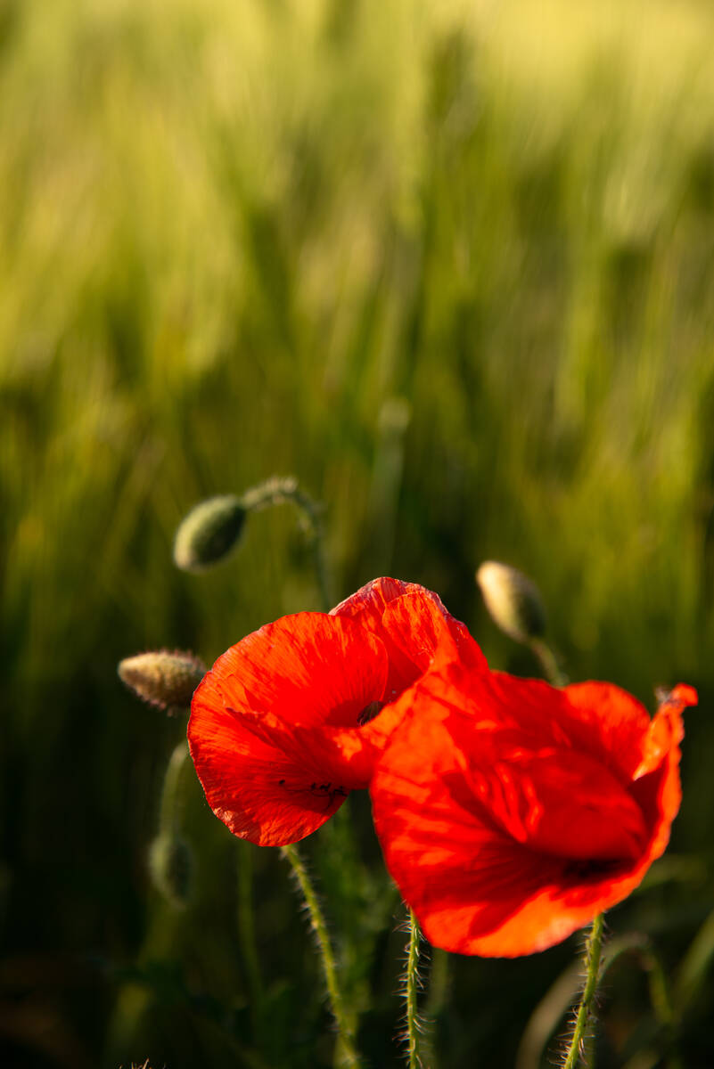 Mohnblumen in voller Blüte vor einem Gerstenfeld im Abendlicht Ende Mai