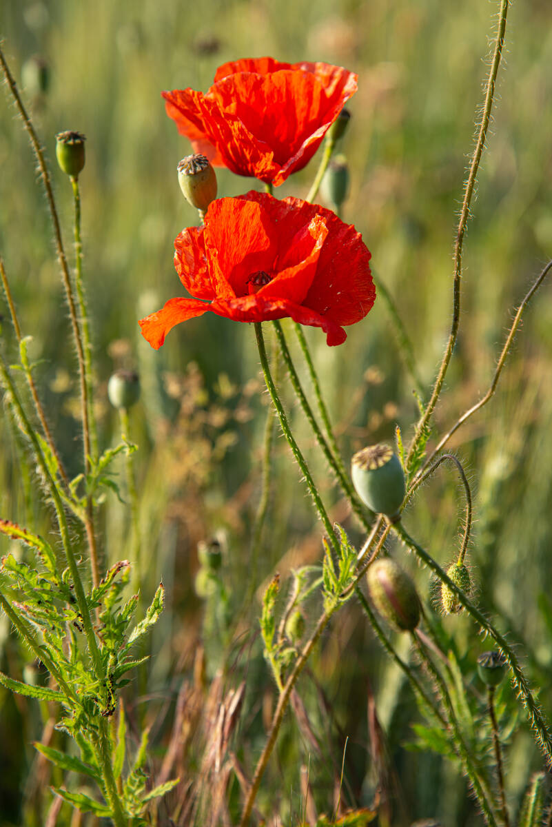 Mohnblumen am Feldrand