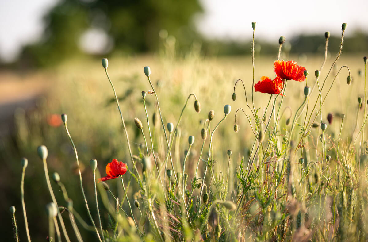 Mohnblumen am Feldrand mit Weg und Bäumen unscharf im Hintergrund