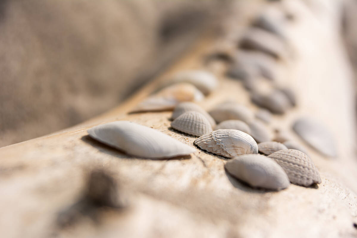 Muschelsammlung auf einem verwitterten Baumstamm