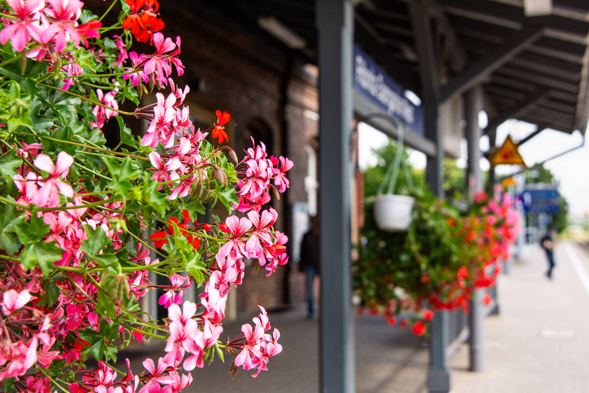 Pelargonien in einer Blumenampel am Bahnsteig in Ribnitz