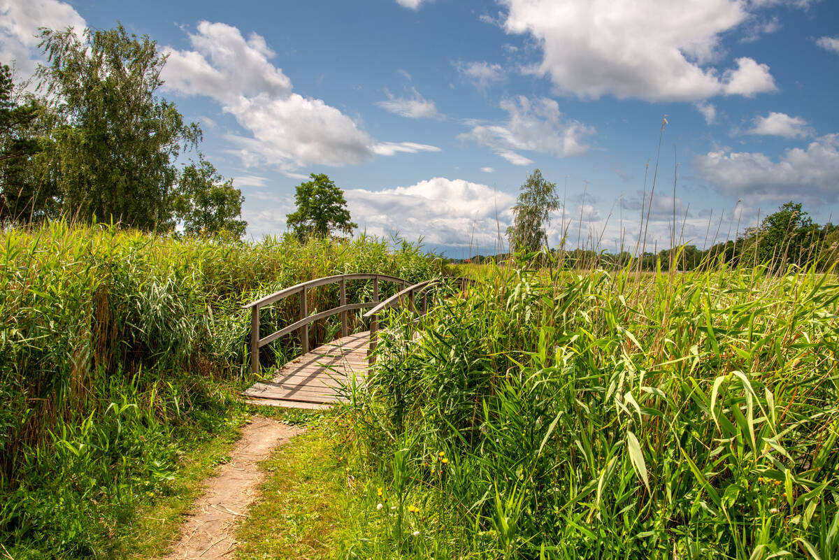 Pfad zur Brücke inmitten eines Schilfgürtels