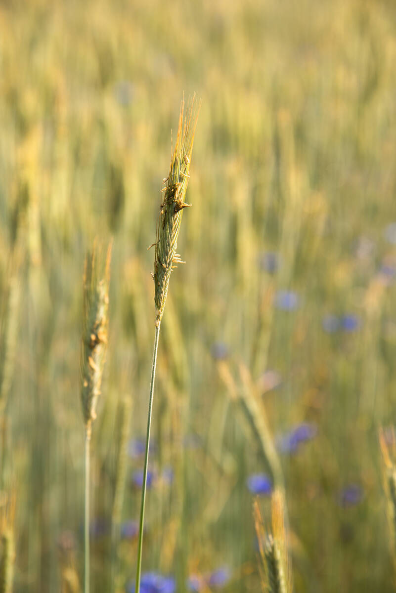 Roggenähre in der Blüte