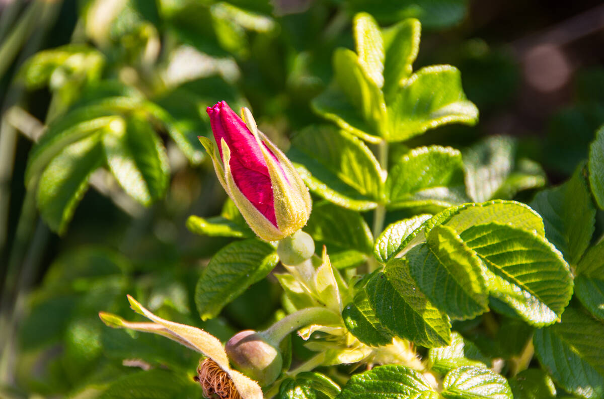 Rosenknospe mit Blütenblättern in Pink