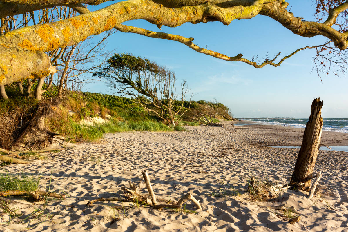 Sandstrand mit knorrigen Bäumen und Dünen