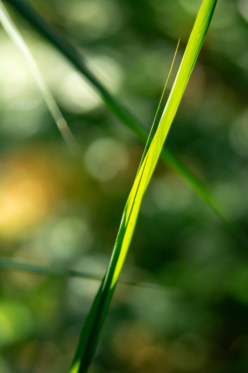 Schilfblatt vom Sonnenlicht durchleuchtet im Darßwald