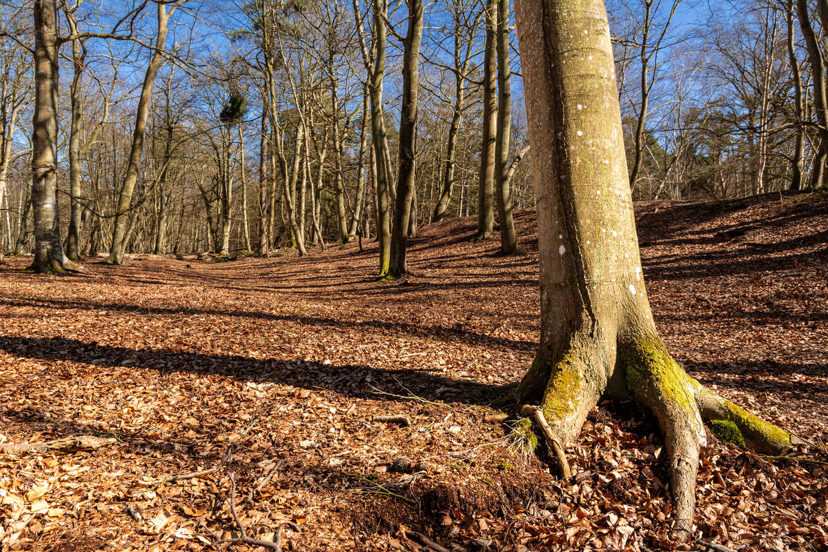 Stamm einer Buche, wie er aus dem Waldboden wächst