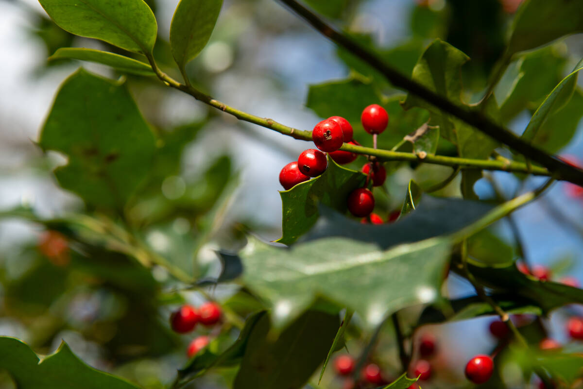 Stechpalmenbeeren in der Sonne im Ahrenshooper Holz