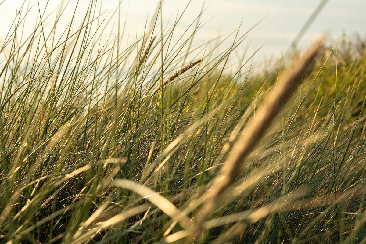 Strandhafer im Abendlicht mit Ostsee im Hintergrund