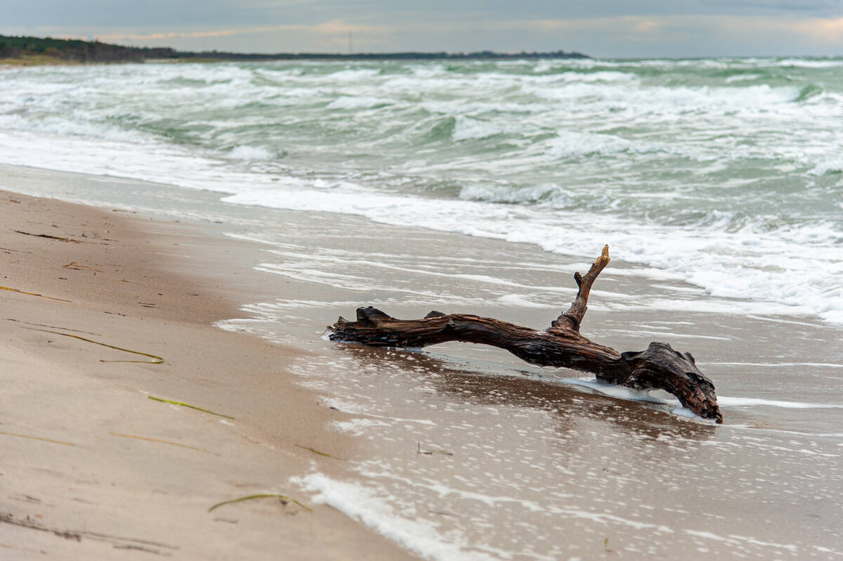 Treibholz am Strand bei aufgewühltem Meer