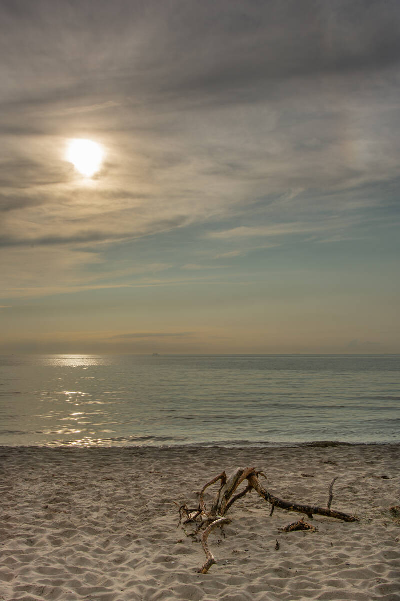 Treibholz am Ostseestrand bei abendlicher Sonne