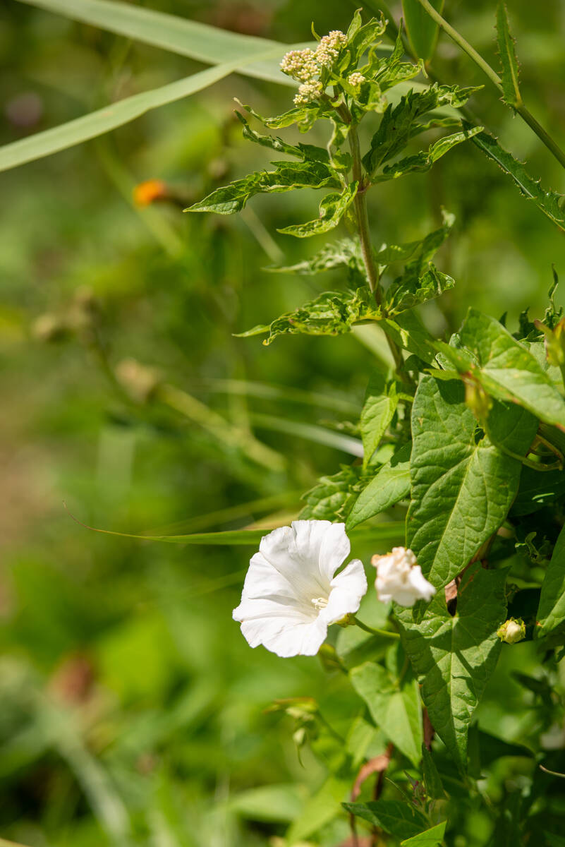 Trichterwinde an sommerlichem Wegrand