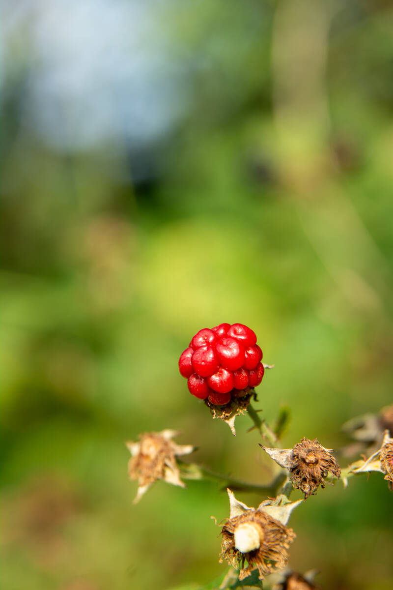 Unreife Brombeere in natürlicher Umgebung