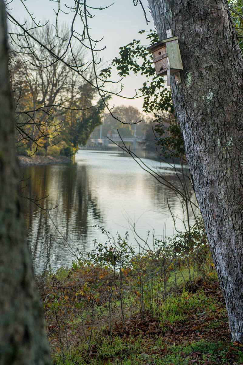 Vogelhäuschen an der Havel an einem Baum