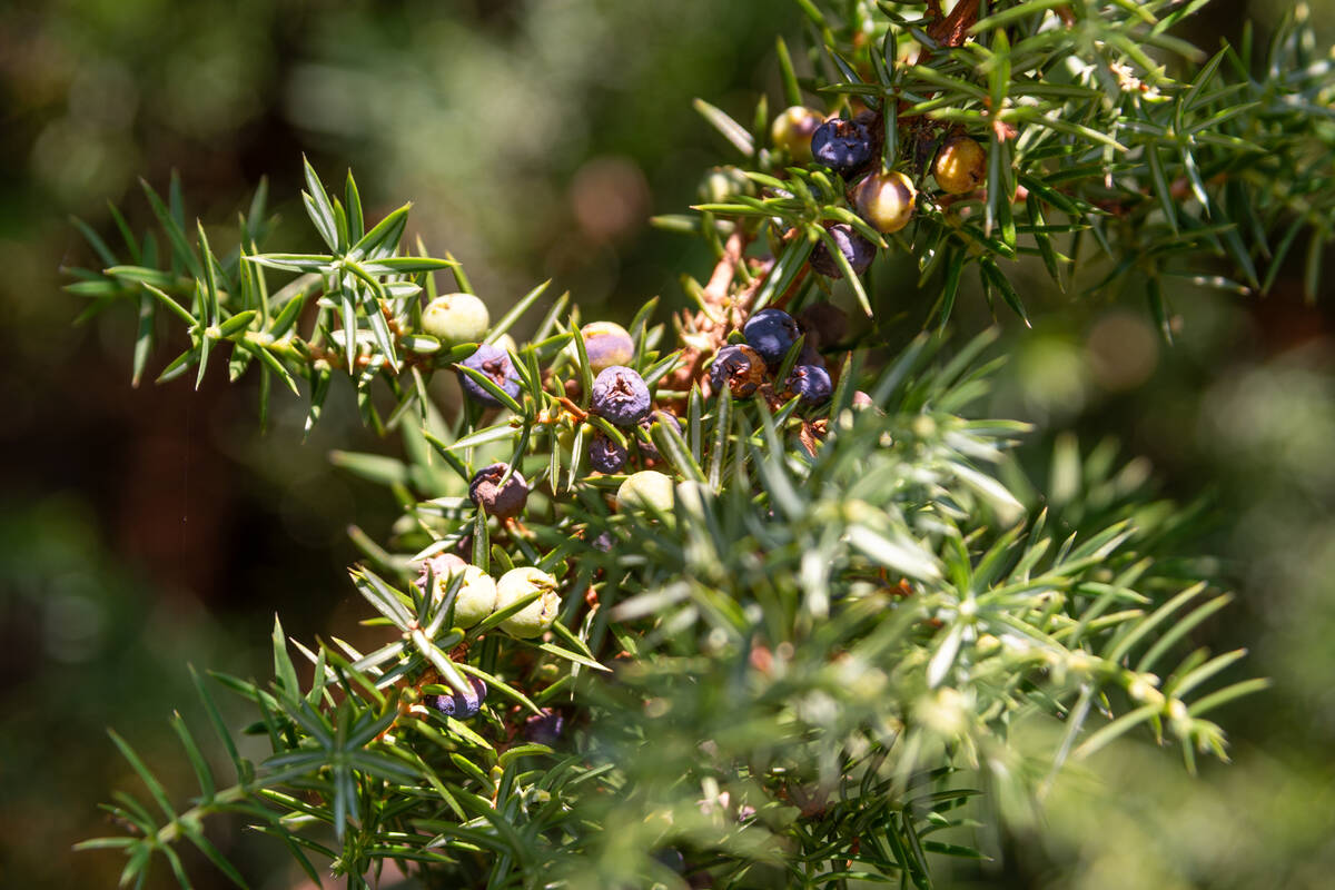 Wacholderzweig mit reifenden Beeren