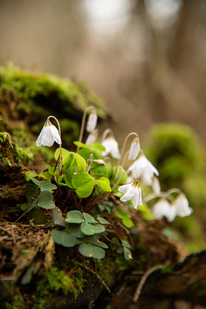 Waldsauerklee mit Wassertropfen an einer der offenen Blüten