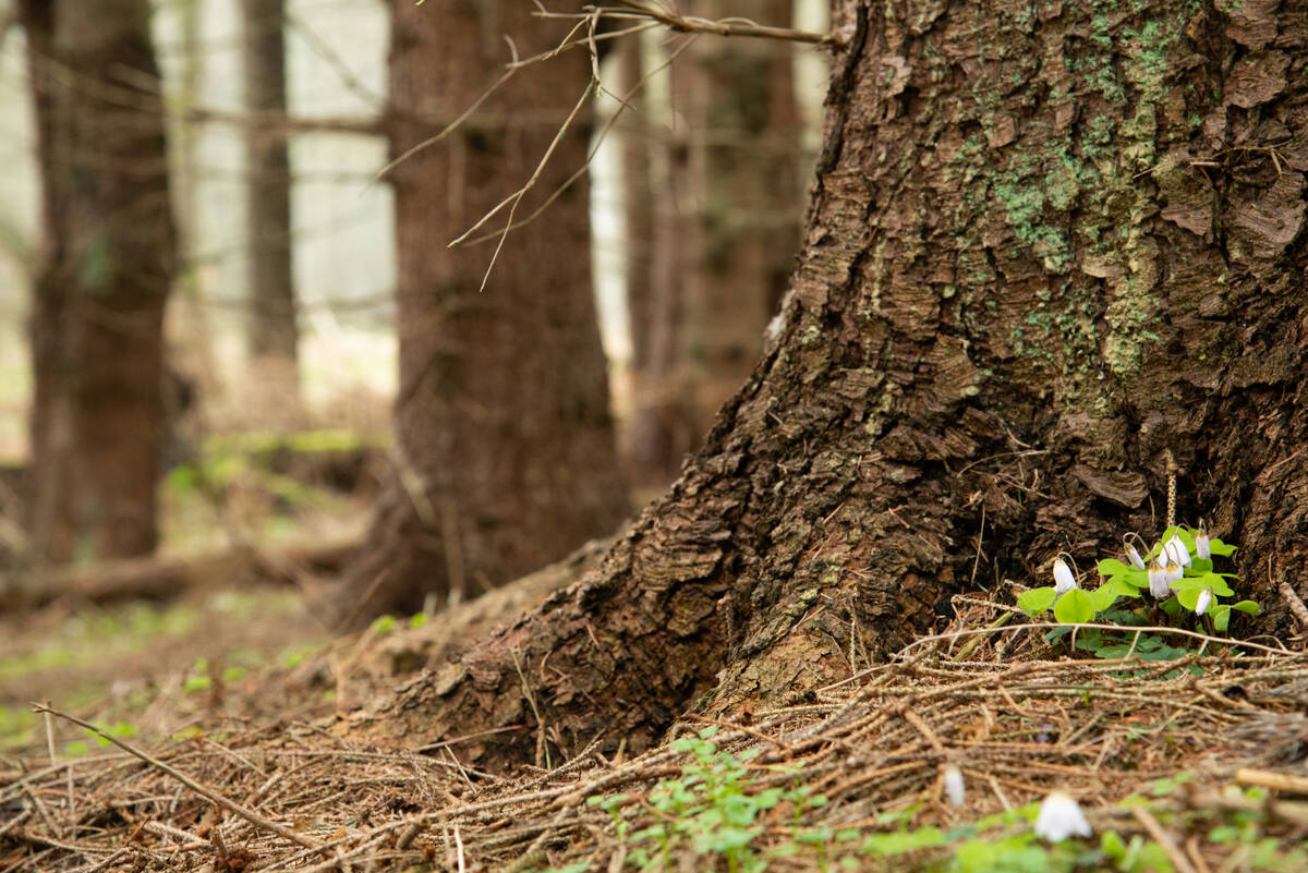 Waldsauerklee am Fuß einer alten Fichte im Wald mit weiteren Stämmen unscharf im Hintergrund