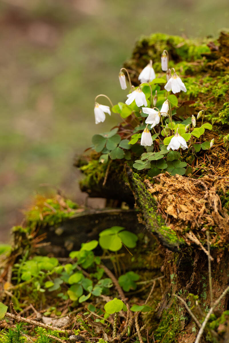 Waldsauerklee wächst auf morschem Baumstamm zwischen Moos im Wald