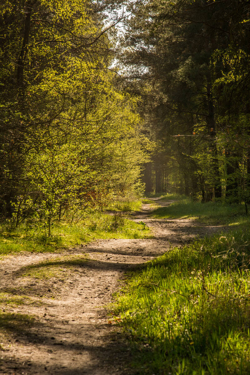 Waldweg im Frühling im abendlichen Gegenlicht