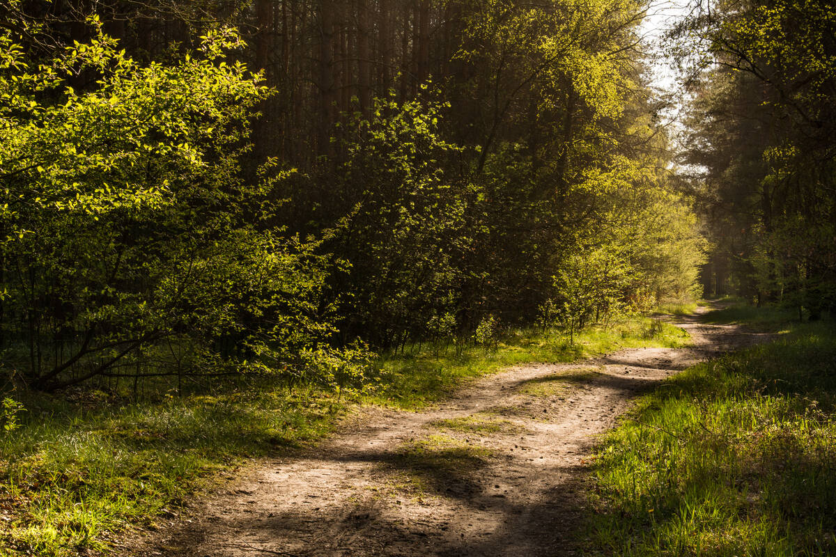 Waldweg im Frühling im abendlichen Gegenlicht