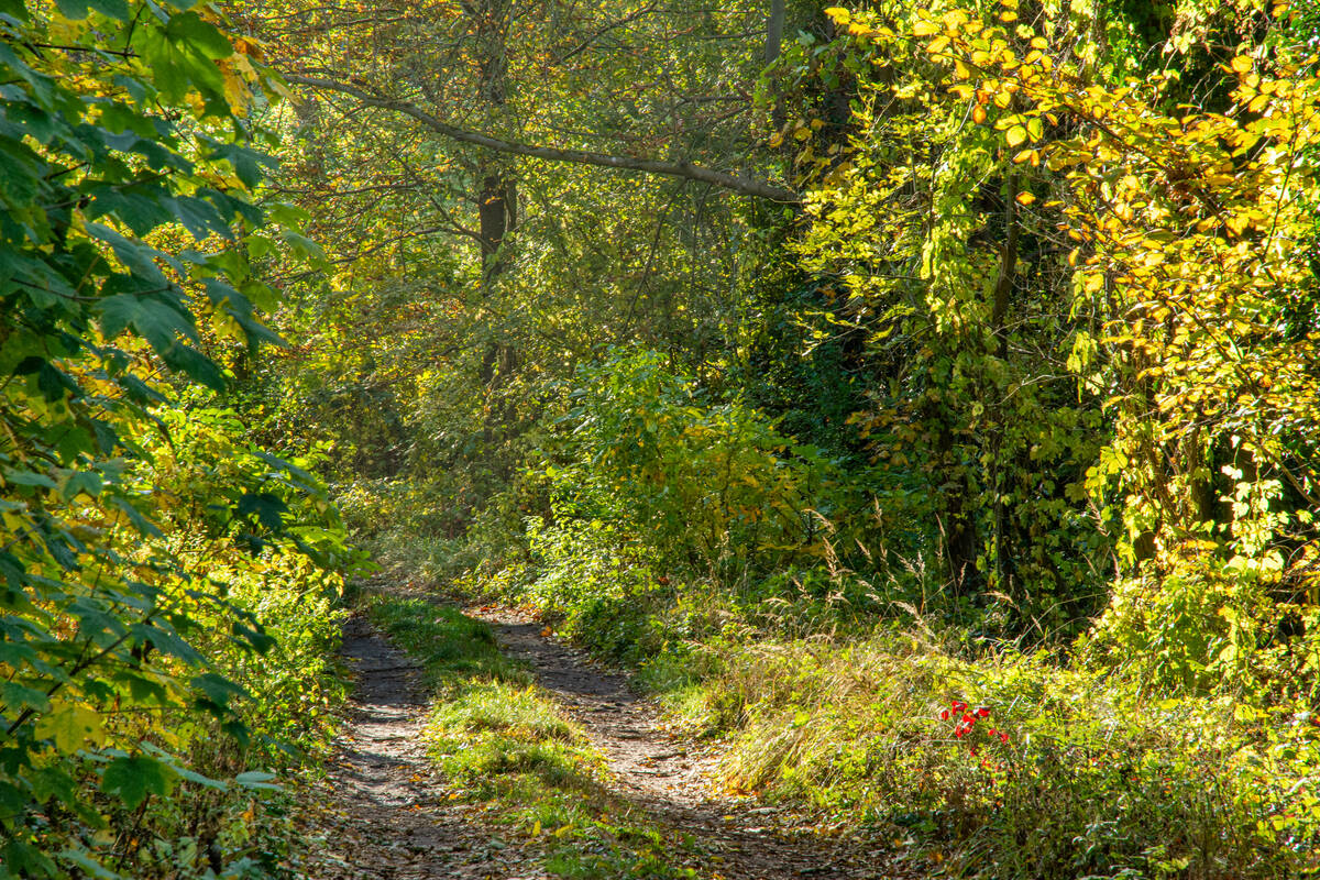 Waldweg mit dichten Bewuchs mit Strauch- und Buschwerk sowie Bäumen