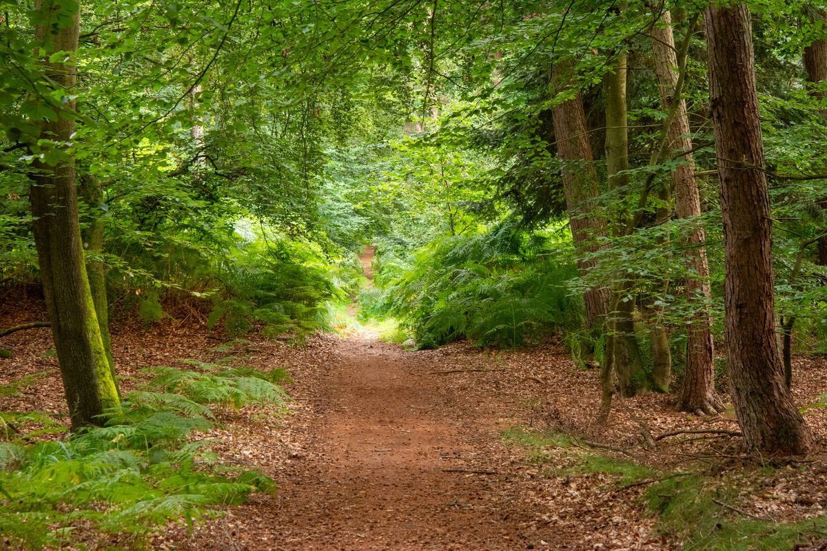 Waldweg mit Kiefern, Buchen und Farnen