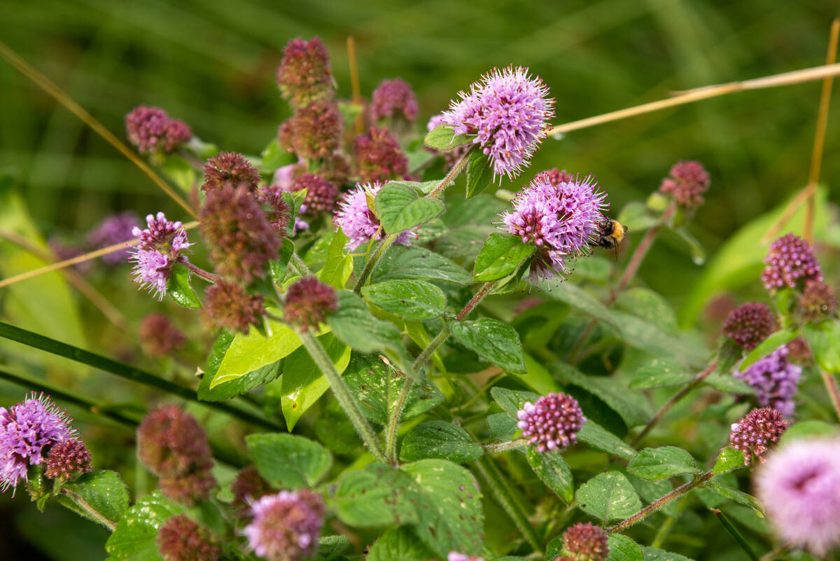 Wasserminze mit Hummel vor Schilfgürtel