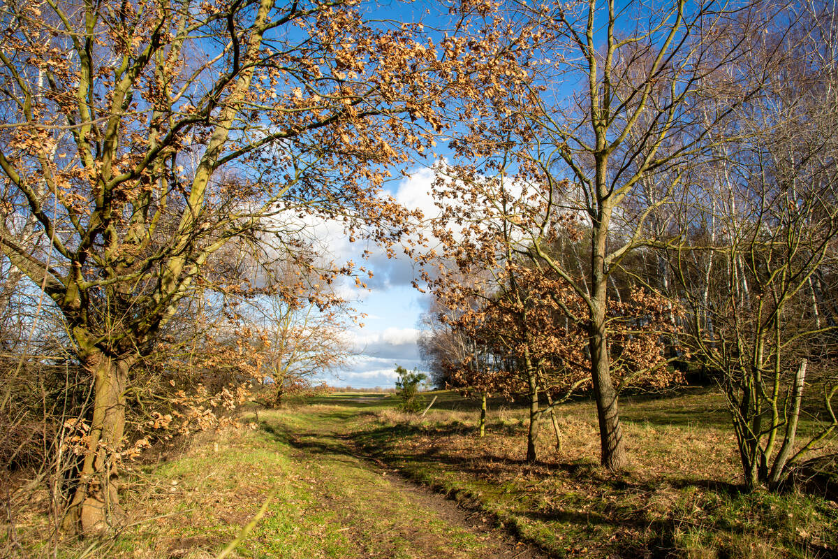 Weg zwischen Feldern, Bäumen und Büschen in der Nachmittagssonne Anfang Februar