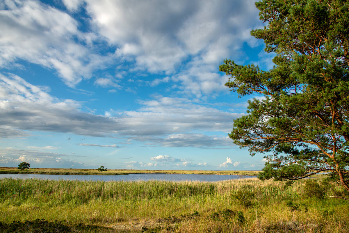 Weite Landschaft am Darßer Ort