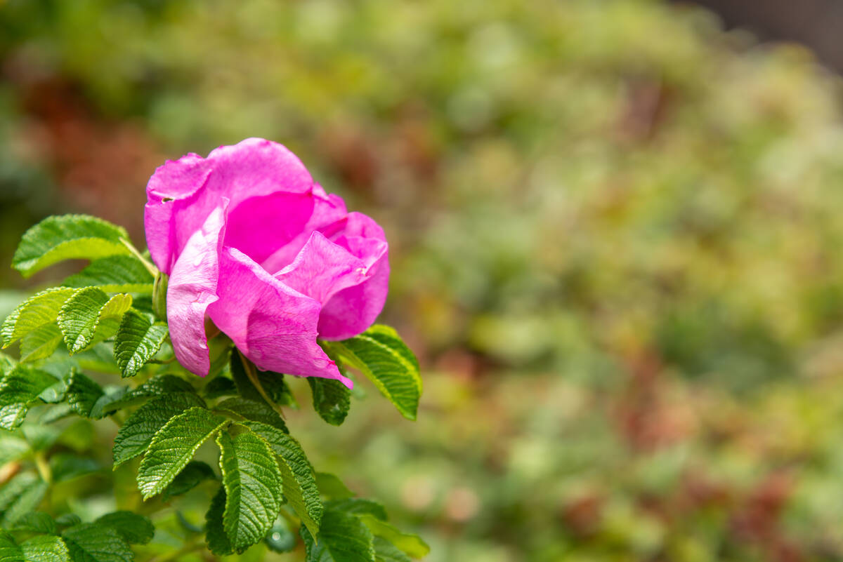 Wildrose mit unscharfen Rosengebüsch im Hintergrund