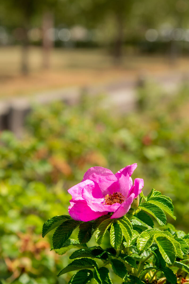 Wildrose mit parkähnlichem Hintergrund