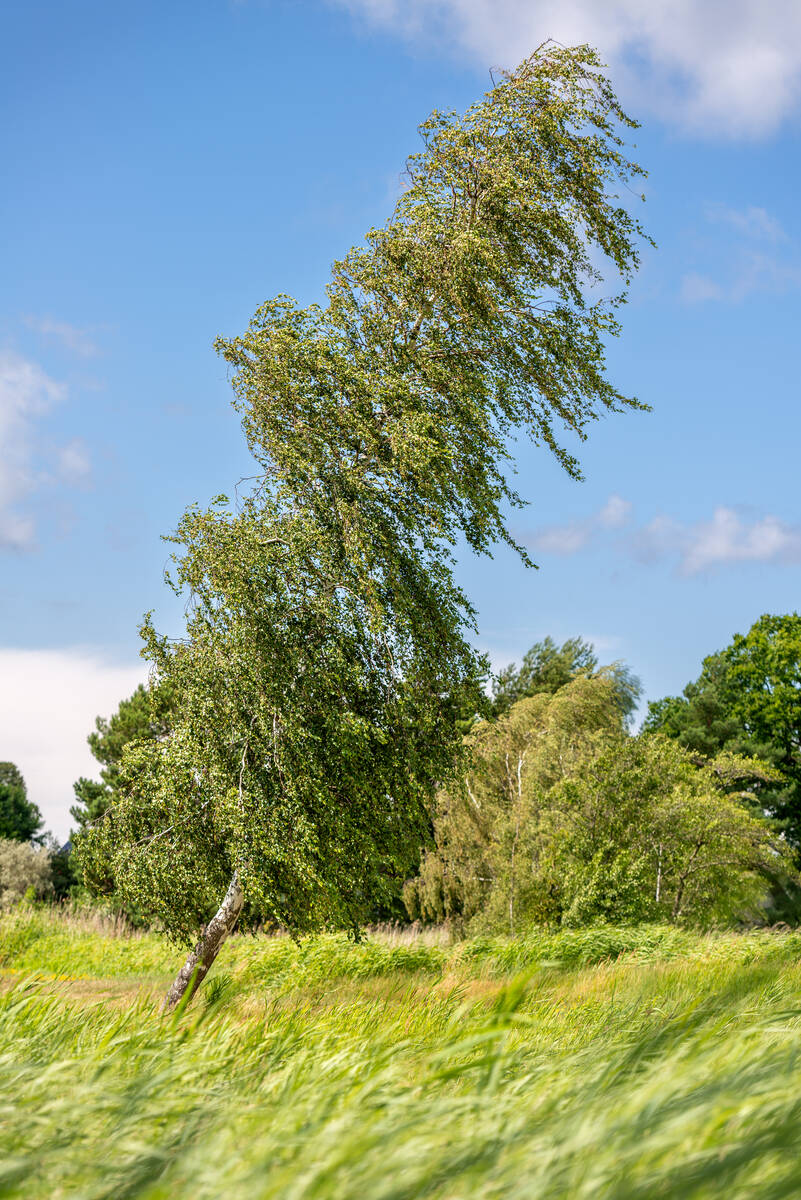 Windgebeugte Birke in sommerlicher Landschaft