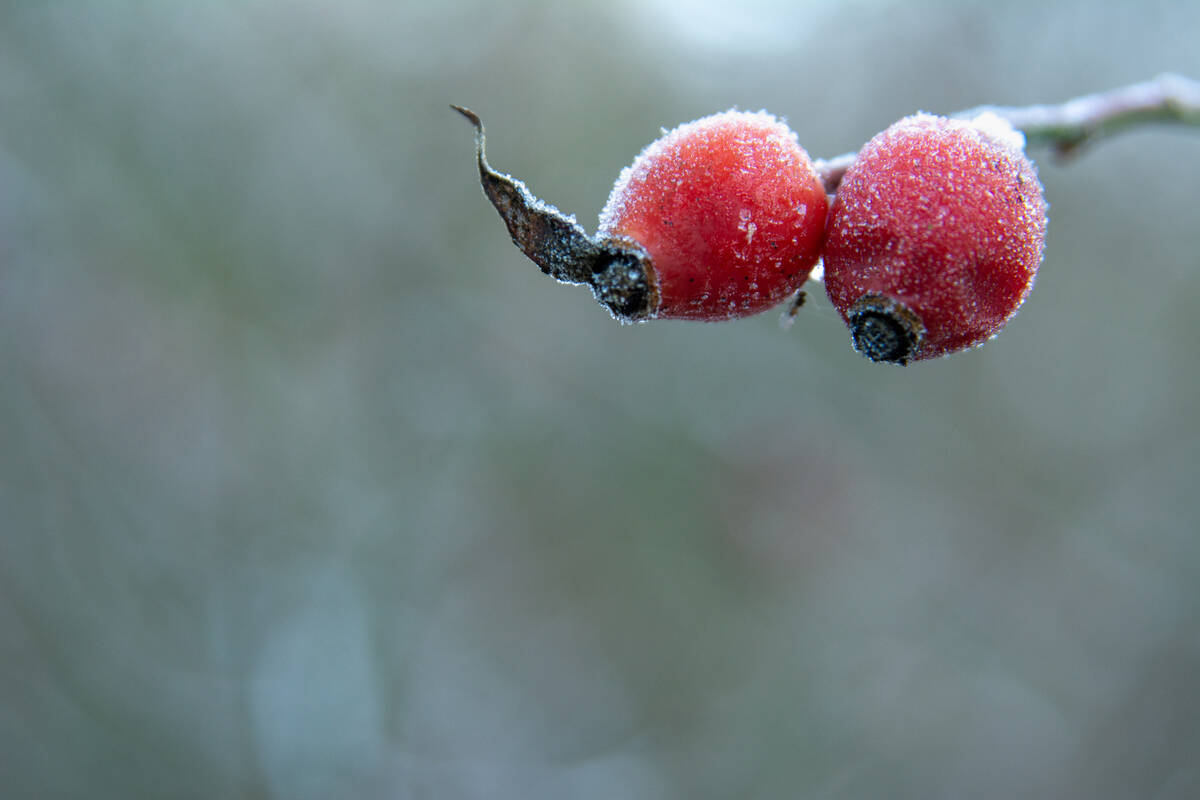 Zwei Hagebutten an einem Zweig, die mit Eiskristallen überzogen sind