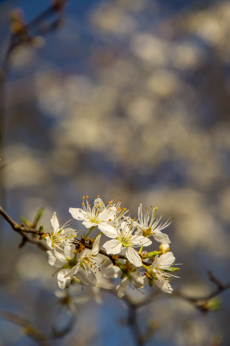 Zweig mit Kirschpflaumenblüten an einem buschig gewachsenen Baum vor blauem Himmel